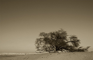 Tree of Life (Bahrein)